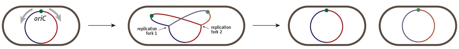 Cell division cycle of a bacterium such as *E. coli*. Cells harbour a single circular chromosome which contains a single replication origin called *oriC*. Two replication forks are recruited and duplicate the chromosome in opposite directions, thereby dividing the chromosome into a clockwise (red) and counterclockwise (blue) half or replichore. Once replication is complete the two chromosomes can be segregated into the two daughter cells.
